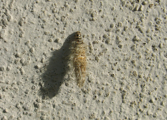 astuccio di lepidottero Psychidae